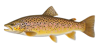 Brown Trout