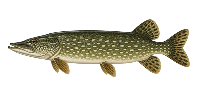 Northern Pike