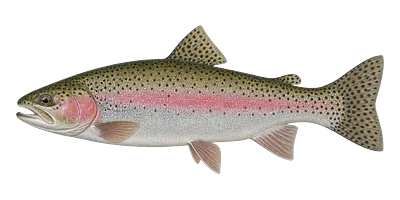 Rainbow Trout