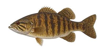 Smallmouth Bass