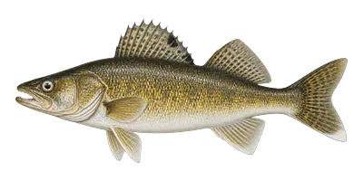 Walleye